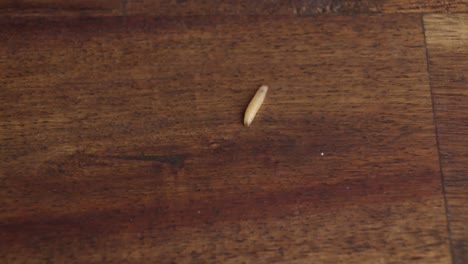 a moth larva wriggling on the surface of a wooden floor - static shot