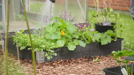 watering nasturtium plant slow motion in the vegetable garden