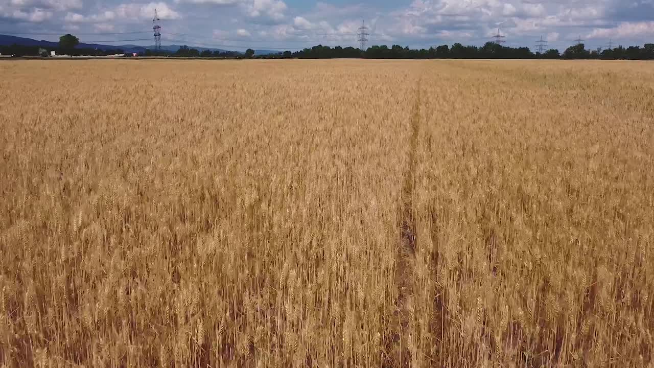 vuelo lento de drones sobre campo de trigo muy cerca del suelo con cielo azul nublado