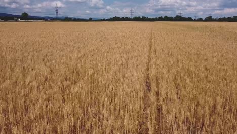 Vuelo-Lento-De-Drones-Sobre-Campo-De-Trigo-Muy-Cerca-Del-Suelo-Con-Cielo-Azul-Nublado