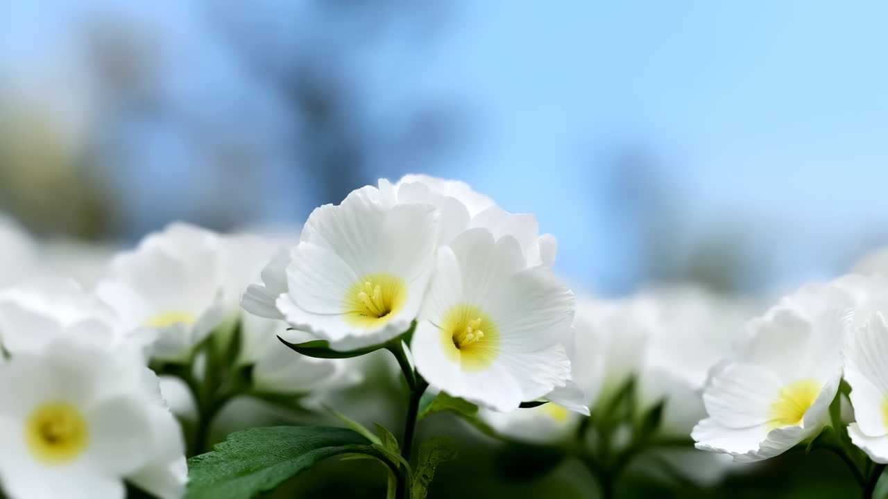 Flores Blancas Meciéndose Suavemente Contra un Cielo Azul
