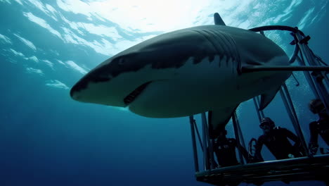 sharks and divers in an underwater cage
