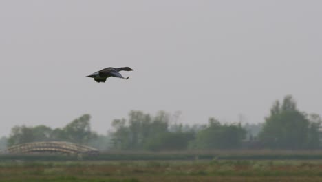 Lone-Graylag-goose-flapping-wings-flying-above-green-meadow-landscape---tracking