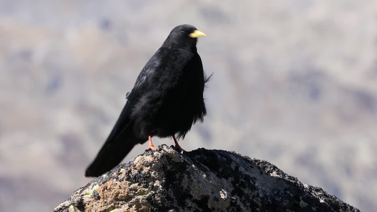 Yellow-billed Alpine chough perched on rock