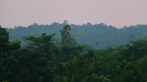 Escena-De-Vida-Silvestre-Con-águilas-Descansando-Y-Volando-Sobre-El-Bosque-De-Sundarbans-En-Bangladesh