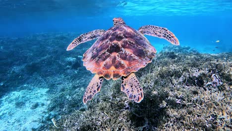 tortuga marina verde nadando sobre arrecifes de coral poco profundos en un océano cristalino