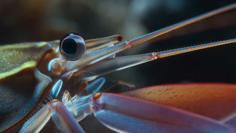 close-up of a shrimp's eye and antennae