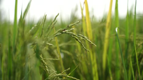 Rice-is-the-staple-food-in-many-Asian-countries