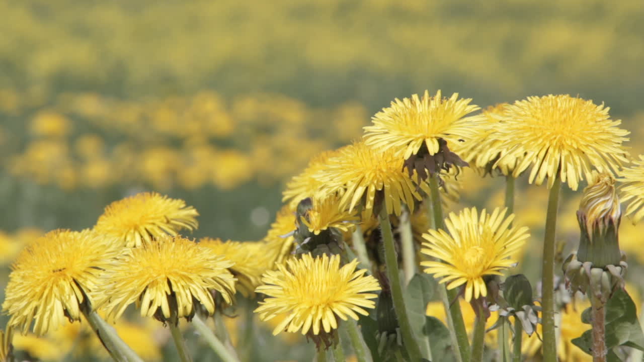 Paardenbloemenveld achtergrond op zonnige dag