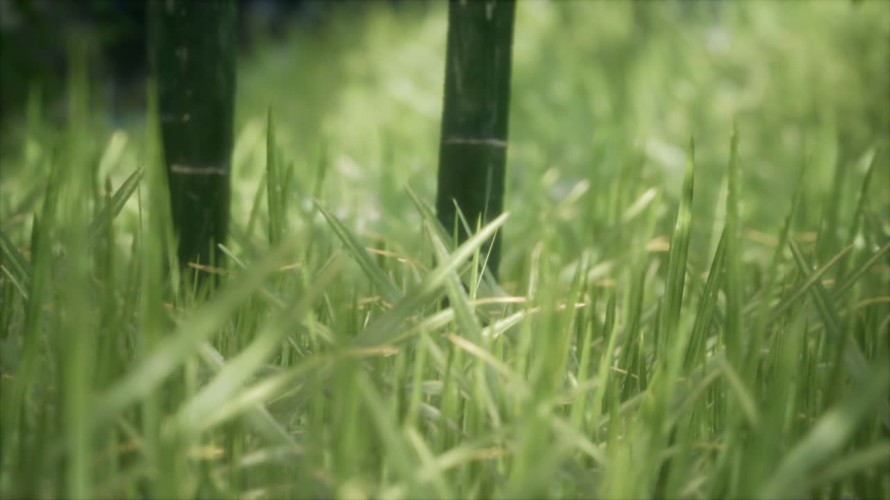 hierba verde fresca en el bosque