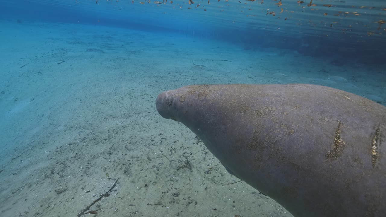 Underwater view of Florida manatee in crystal-clear spring
