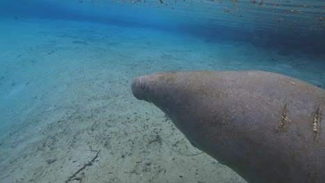 underwater view of florida manatee in crystal-clear spring