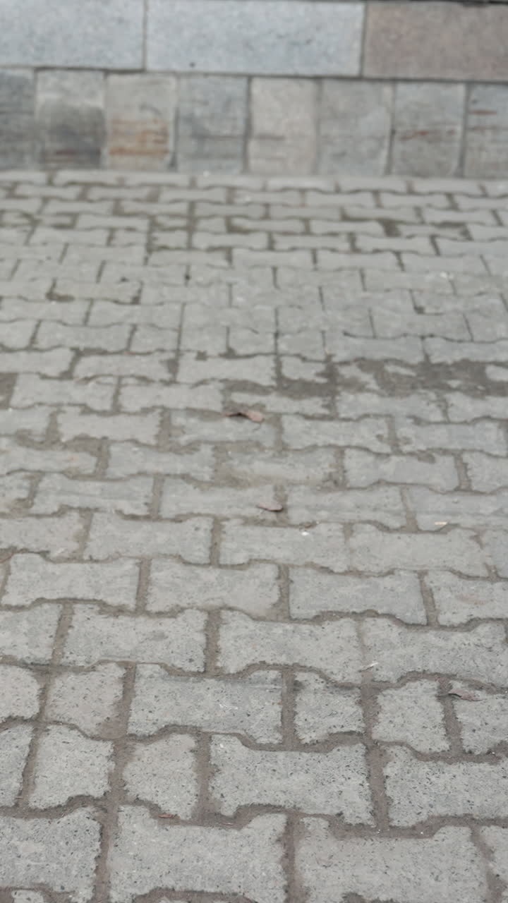 vista de cerca de un cachorro de colores claros y esponjosos caminando en una correa a lo largo de una acera pavimentada