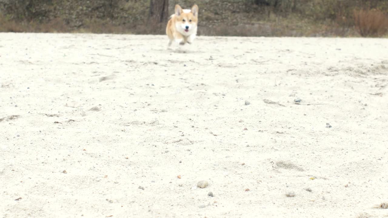 해변에서 달리는 개