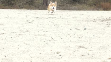 dog running on the beach