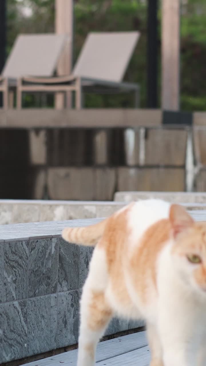 그리고 오렌지색 콘크리트 계단을 고 있는  고양이