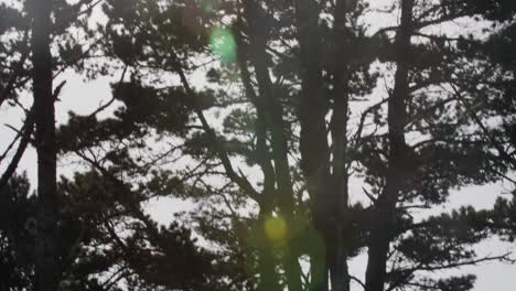 low angle view of tree illuminated by sunlight