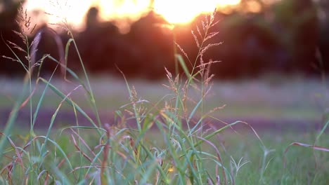 slowly moving towards a few tall sparse stalks of wild grass backlit by the sunset that is coming over trees