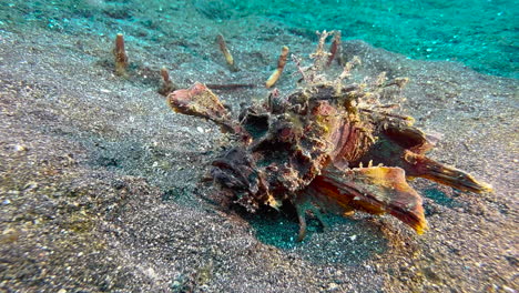 spiny devilfish on sandy bottom with some seagrass