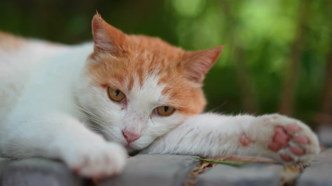 Gatto arancione che riposa sul davanzale della finestra