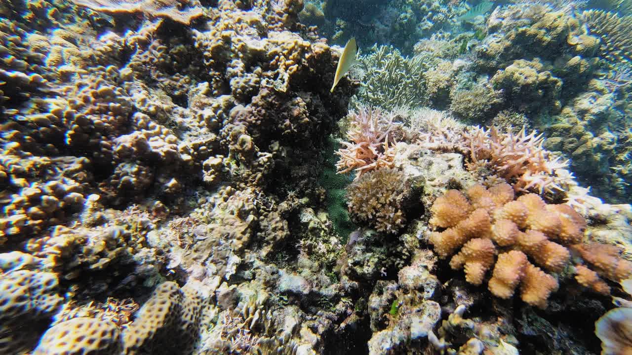 una toma submarina de mano sobre un vibrante arrecife de coral, en filipinas