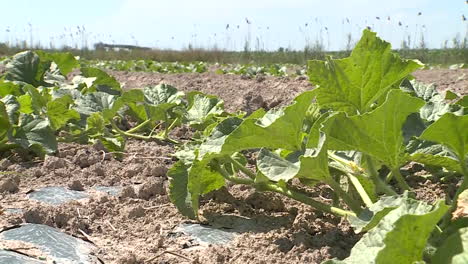 melon plants growing in a field
