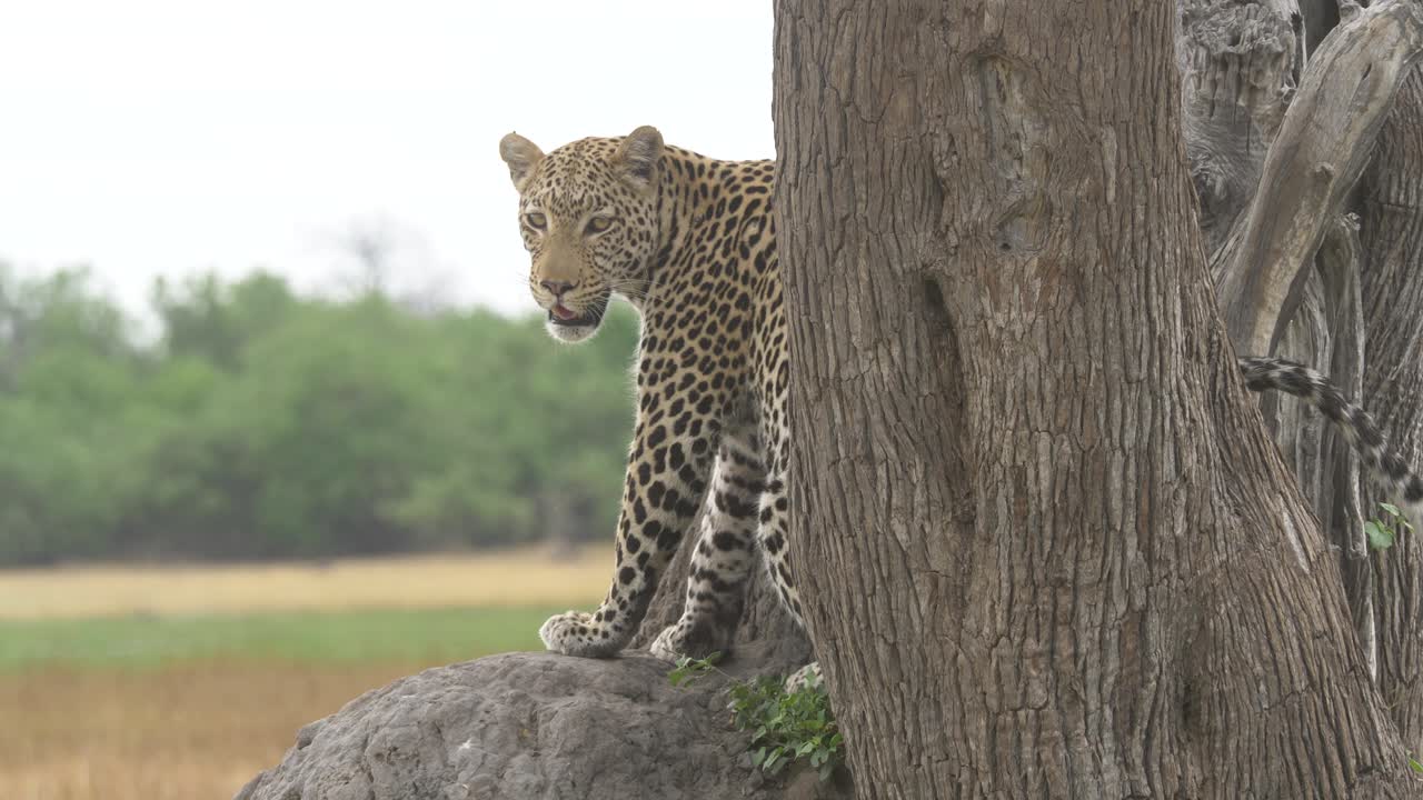 leopardo en la sabana girando lentamente y mirando a la cámara