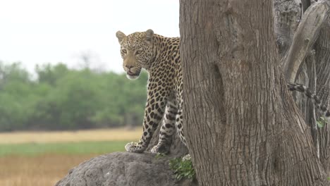 Leopard-Auf-Der-Savanne-Dreht-Sich-Langsam-Um-Und-Schaut-In-Die-Kamera