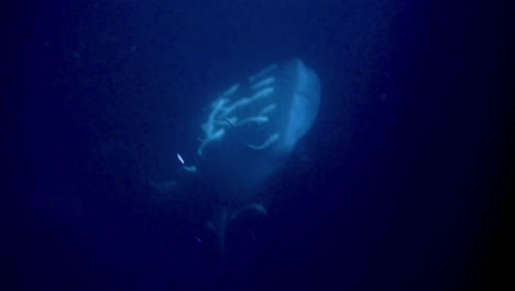 Whale-Shark-with-remoras-rising-from-depth-at-night,-Indian-Ocean,-Maldives,-Asia