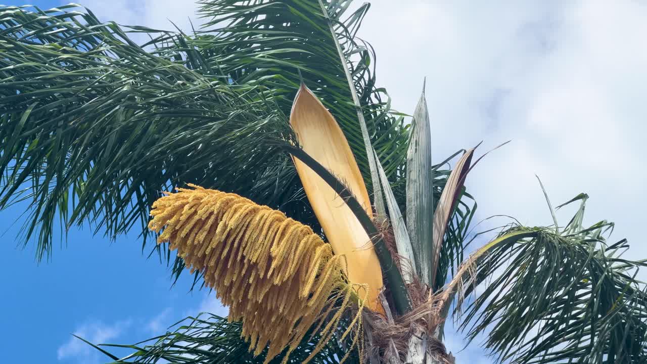 Scatto dal basso di pappagalli colorati che si nutrono di fiori di palma su uno sfondo di cielo blu