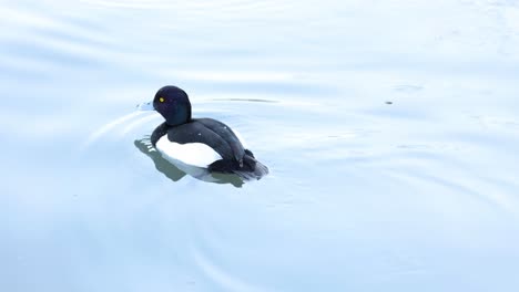 duck swims, dives, and resurfaces in calm water.