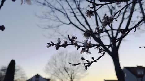 Nahaufnahme-Eines-Wildkirschenzweigs-Mit-Kleinen-Blüten-Am-Abend-Mit-Sonnenuntergang-In-Einer-Wohnsiedlung