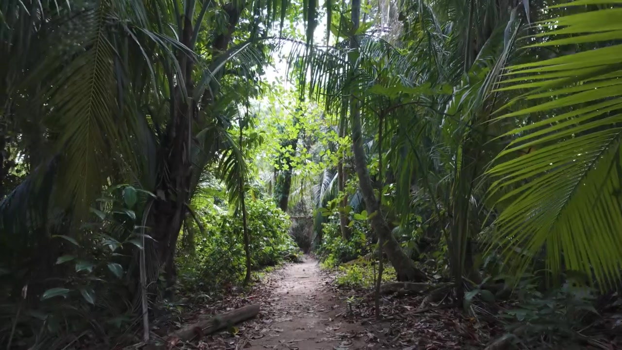Polku Cahuita-kansallispuiston läpi, tiheän trooppisen kasvillisuuden varjostama, rauhallinen luontopakopaikka Costa Ricassa.