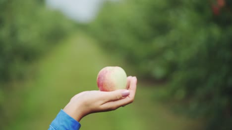 apple in female hands. woman collects the harvest of ripe apples in the garden. close-up