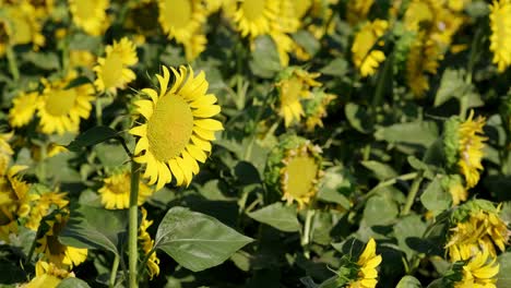 close up footage of a sunflower in the sunflower field.
