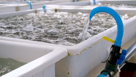 Seawater-flowing-into-bubbling-aerated-tank-on-abalone-farm,-aquaculture