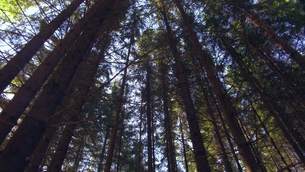 Sole che filtra attraverso la fitta foresta dei Monti Carpazi rumeni.