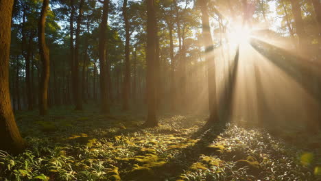 sunbeams in a misty forest