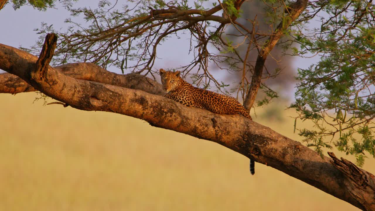 At dawn a leopard Panthera pardus lies stretched along a sturdy acacia branch overlooking golden savanna grasses in Murchison Falls National Park, Uganda, its spotted coat glows in early morning light
