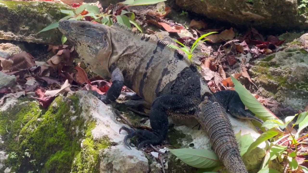 Ripresa ravvicinata a mano di un'iguana presso le rovine Maya di Xaman-Ha a Playa del Carmen, Messico. 4K.