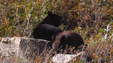 young-bear-cubs-close-up-smelling-the-air-in-Glacier-National-Park