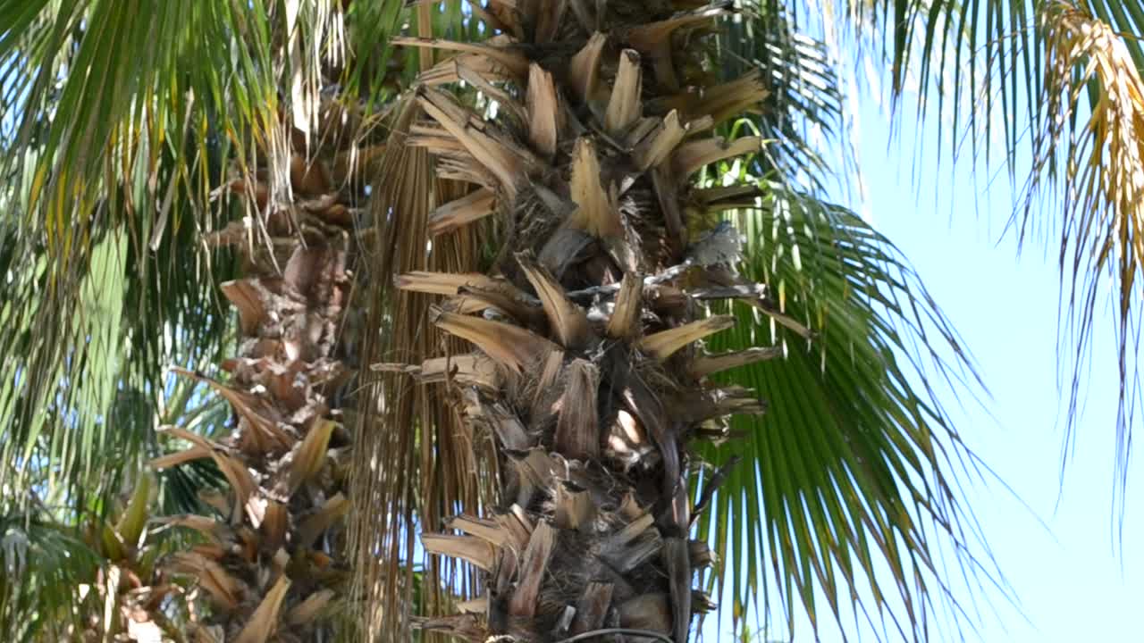 Palmu