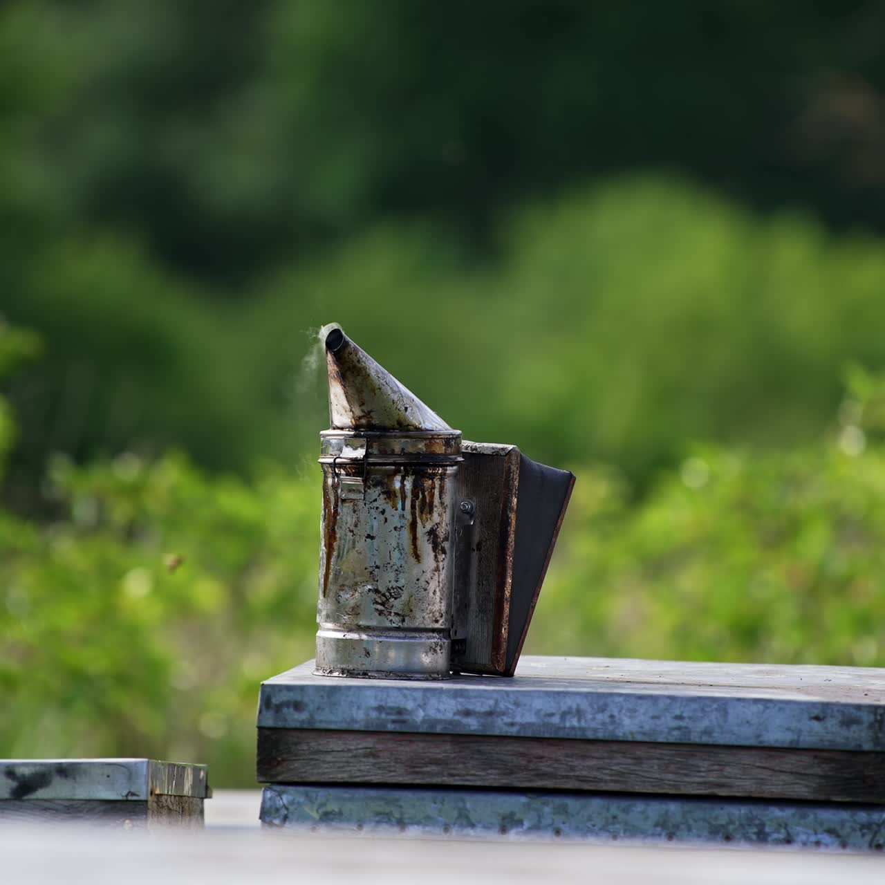 Old metal smoker with smoke coming from it stands on the hive. Instruments for apiculture. Green nature in blur at backdrop