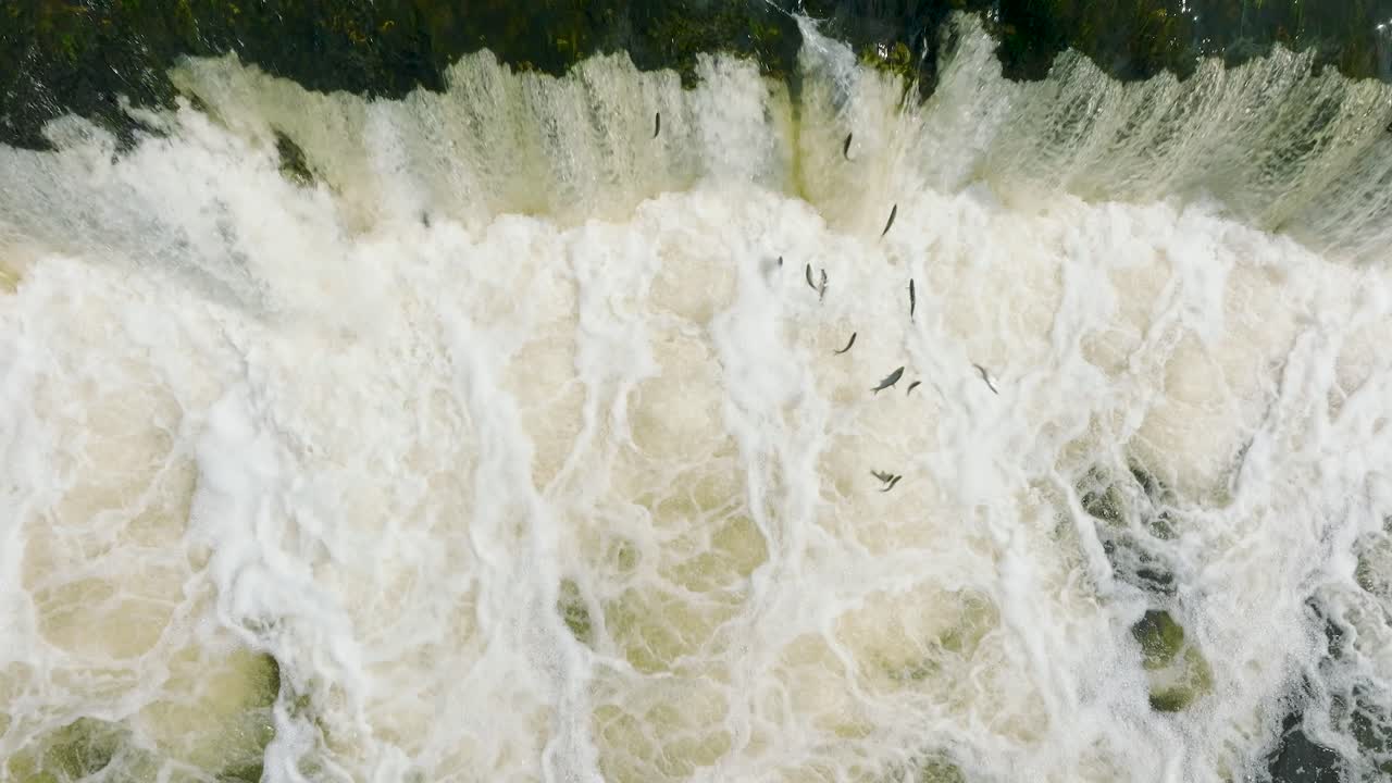 взгляд с воздуха на рыбу вимба, кульдига, солнечный весенний день, средний замедленный дрон