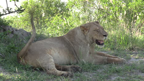 Young-male-lion-panting-while-lying-in-shadow-of-tree,-close-side-view