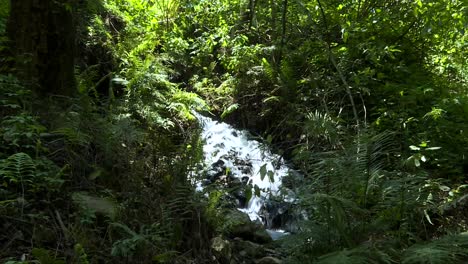 Disparo-Largo,-Agua-Corriendo-En-Una-Cascada,-Una-Planta-Está-En-Primer-Plano,-Agua-En-El-Fondo