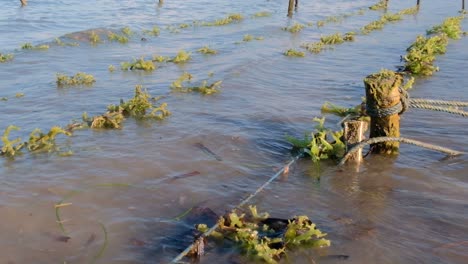 scenic view of remote, rural and rustic seaweed farm growing edible, delicious, green seaweed to export overseas