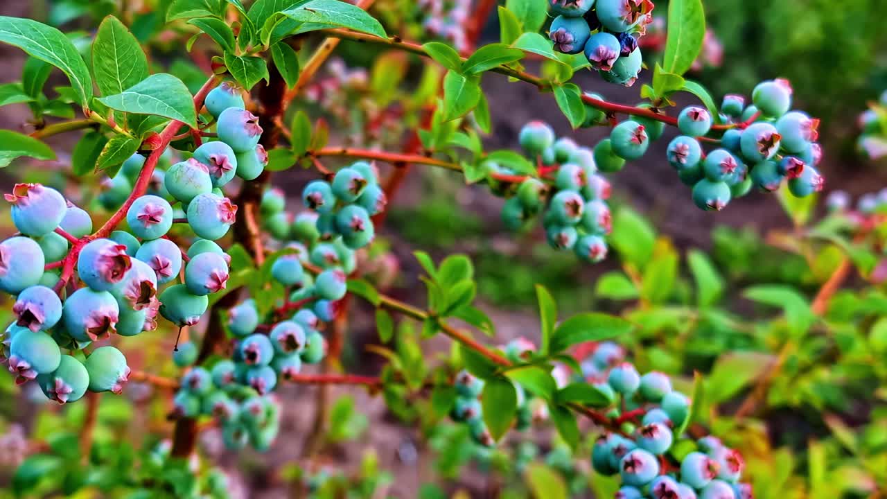 Close-up of vibrant blueberries on bushes in rural Latvia