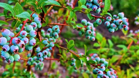 close-up of vibrant blueberries on bushes in rural latvia