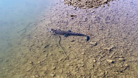 aerial view of a saltwater crocodile on a riverbank in port douglas, showcasing natural behavior and habitat in daylight